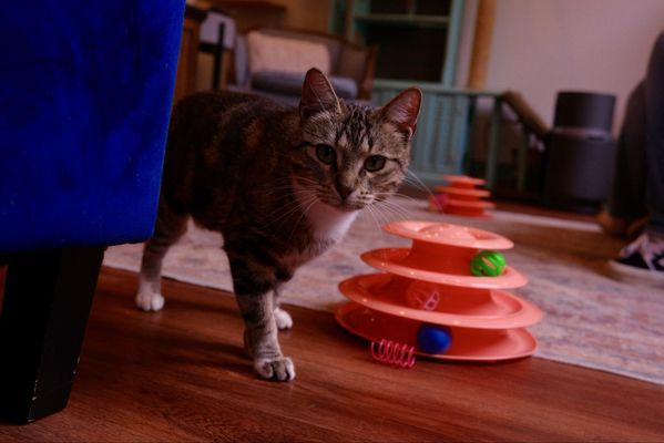 Mount Purrnon Cat Café + Wine Bar by null