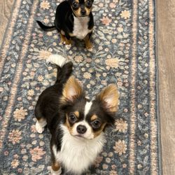 Southpaw Spa - long hair Chihuahua