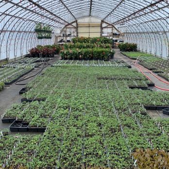 Godlewsky Farms & Greenhouses - rows of plants in a greenhouse - Farmers Market Near Me - Great Meadows, New Jersey Godlewsky Farms & Greenhouses - rows of plants in a greenhouse - Farmers Market Near Me - Great Meadows, New Jersey