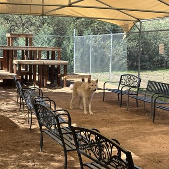 Sedona Wolf Sanctuary - I forgot this little guys name? - Community Service/Non-Profit Near Me - Camp Verde, Arizona Sedona Wolf Sanctuary - I forgot this little guys name? - Community Service/Non-Profit Near Me - Camp Verde, Arizona