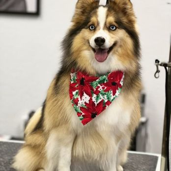 Ruff To Fluff Grooming - Mrs. Foxy - Pet Groomers Near Me - Camarillo, California Ruff To Fluff Grooming - Mrs. Foxy - Pet Groomers Near Me - Camarillo, California