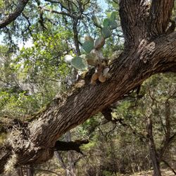 Honey Creek State Natural Area