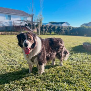 Snuggles and Snoozes Pet Retreat - Soaking up the sun - Pet Boarding Near Me - Roy, Utah Snuggles and Snoozes Pet Retreat - Soaking up the sun - Pet Boarding Near Me - Roy, Utah
