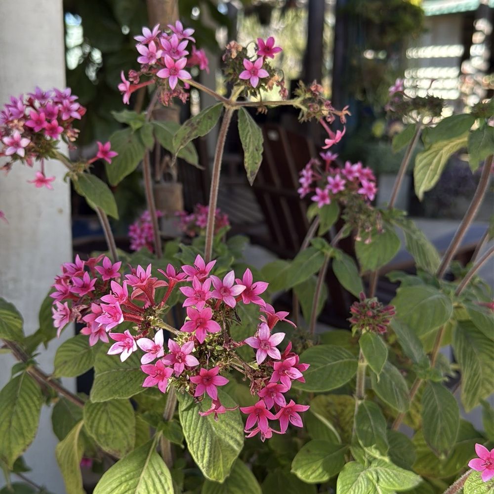 Seaside Gardens - Nurseries & Gardening Near Me - Carpinteria, California