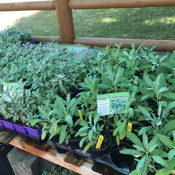 Sage Creations Organic Farm - a variety of plants - Fruits & Veggies Near Me - Palisade, Colorado Sage Creations Organic Farm - a variety of plants - Fruits & Veggies Near Me - Palisade, Colorado