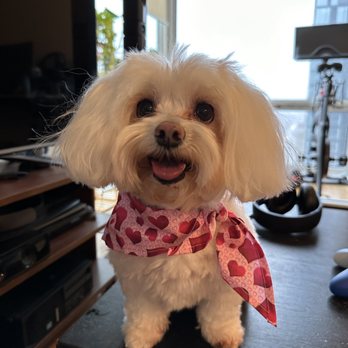 Dashing Dog - Lakeview - Pet Groomers Near Me - Chicago, Illinois