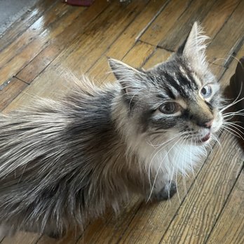 Campus West Vets - My 17 old cat, PeeDee. - Veterinarians Near Me - Fort Collins, Colorado Campus West Vets - My 17 old cat, PeeDee. - Veterinarians Near Me - Fort Collins, Colorado