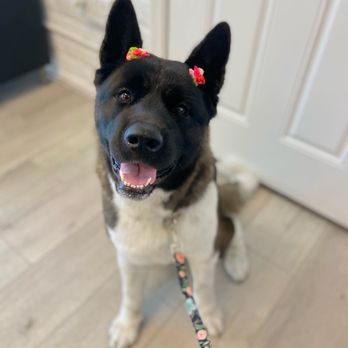 Fluff Bar - Shaya after her pampering - Pet Groomers Near Me - Scottsdale, Arizona