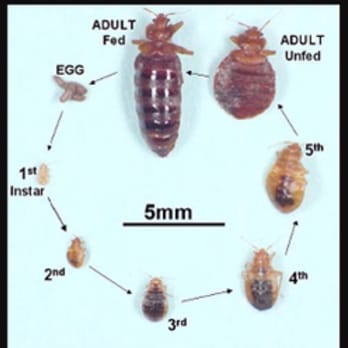 Newberry Pest Control - This is the life cycle of Bedbugs. - Pest Control Near Me Newberry Pest Control - This is the life cycle of Bedbugs. - Pest Control Near Me