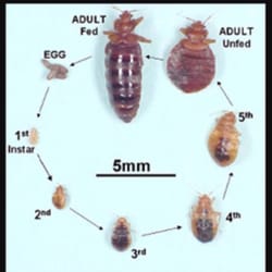Newberry Pest Control - This is the life cycle of Bedbugs.