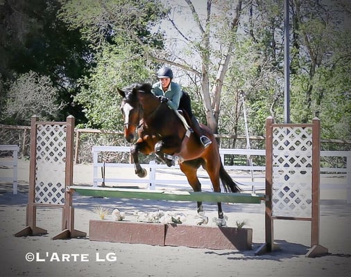 Le Cheval Sport Horses by null