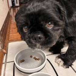 Care-A-Lot Pet Supply - She chomped down all her food.