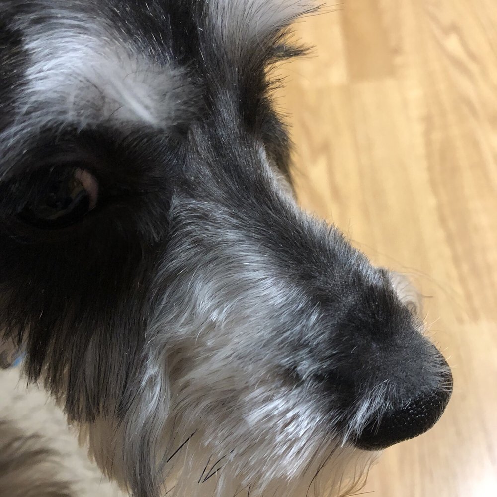 Go Pet Go - Chopped haircut. Shave nose which shouldn't be. - Pet Groomers Near Me - Mission, Kansas Go Pet Go - Chopped haircut. Shave nose which shouldn't be. - Pet Groomers Near Me - Mission, Kansas