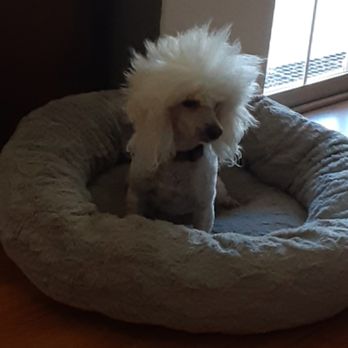 PAW-Sitively - Priscilla - Pet Boarding Near Me