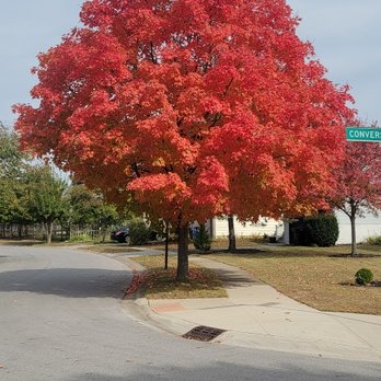 Morgans Tree Service - Beautiful Maple tree in the fall before it loses its leaves. - Tree Services Near Me - Springfield, Ohio Morgans Tree Service - Beautiful Maple tree in the fall before it loses its leaves. - Tree Services Near Me - Springfield, Ohio