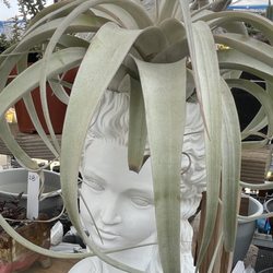 Shuna’s Succulent House - The air plants are thriving!