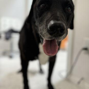 Encino Veterinary Center - My geriatric puppet living his best life thanks to Encino Vet Center! - Veterinarians Near Me - Los Angeles, California Encino Veterinary Center - My geriatric puppet living his best life thanks to Encino Vet Center! - Veterinarians Near Me - Los Angeles, California