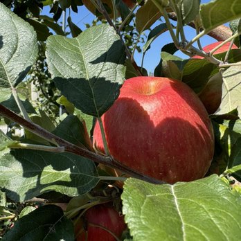 Bowman Orchards - Kids Activities Near Me - Rexford, New York