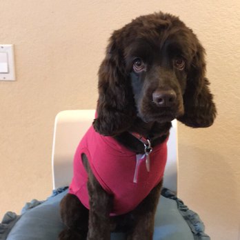 Pet Strands Grooming - Hana's first haircut. - Pet Groomers Near Me - Orange, California