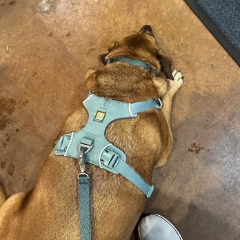 Shore Thing Pet Supply - Sporting our new leash, collar, and harness! - Pet Stores Near Me - San Diego, California Shore Thing Pet Supply - Sporting our new leash, collar, and harness! - Pet Stores Near Me - San Diego, California