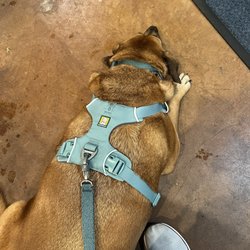 Shore Thing Pet Supply