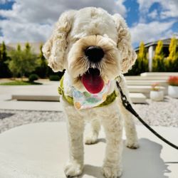 Mindful Methods Companion Coaching - Puppy Lumi has no eyes and is struggling with resource guarding and learning to trust people.