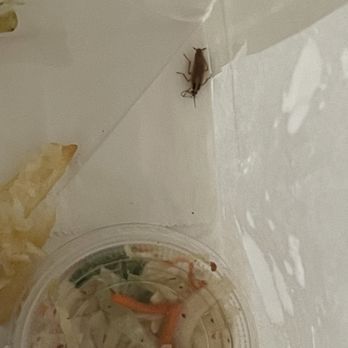 The Win-Dow Long Beach - Cockroach in my bag!!! I spit the French fry I was eating back - Burgers Near Me - Long Beach, California The Win-Dow Long Beach - Cockroach in my bag!!! I spit the French fry I was eating back - Burgers Near Me - Long Beach, California
