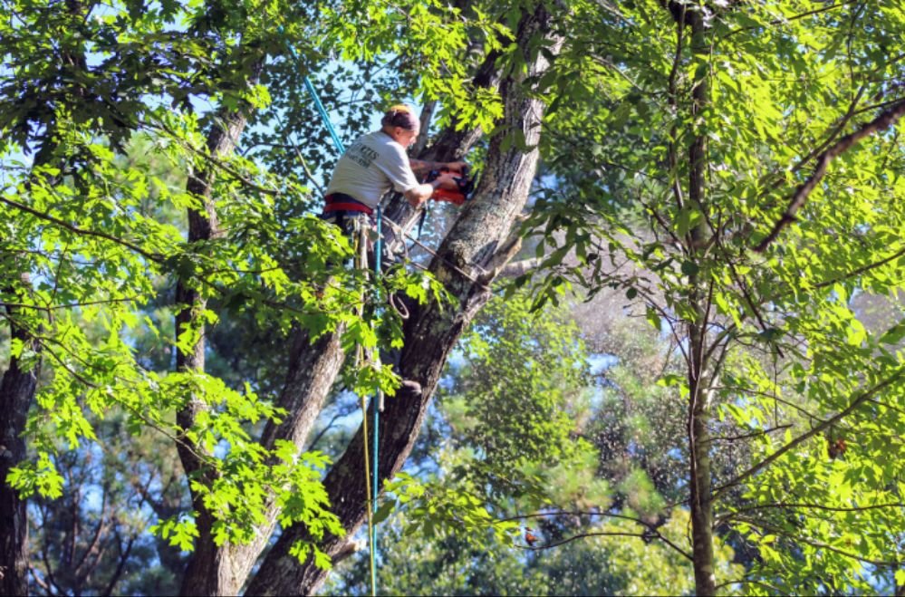 Cardinal Tree Services - tree service in Plano, TX