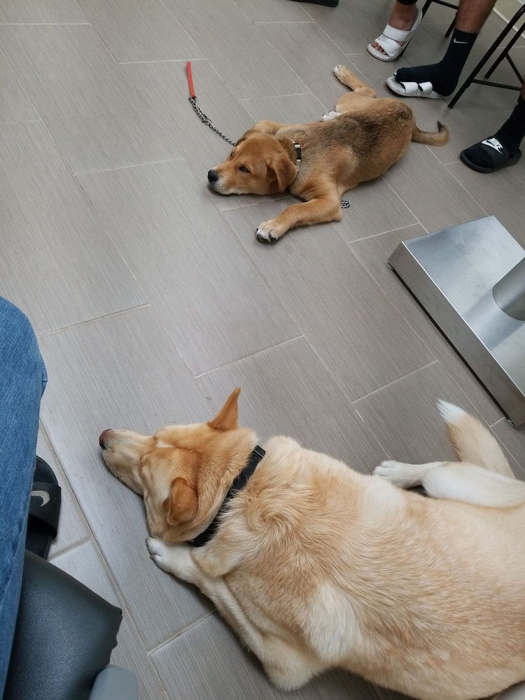 AFFORDABLE ANIMAL HOSPITAL WHITTIER 100 Photos & 140 Reviews 7247