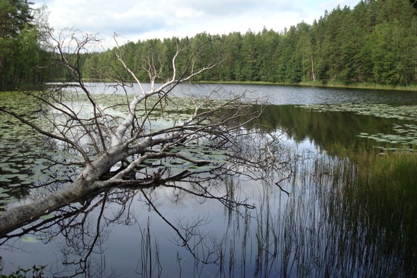 Nuuksio National Park by null