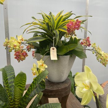 Westerlay Orchids - I love this one too!! - Nurseries & Gardening Near Me - Carpinteria, California Westerlay Orchids - I love this one too!! - Nurseries & Gardening Near Me - Carpinteria, California