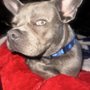 Photo of Angel City Pit Bulls