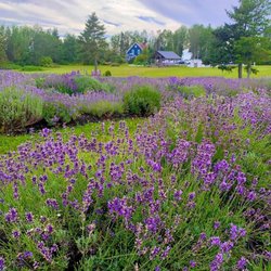 Seafoam Lavender