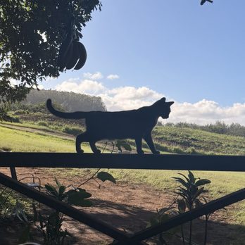 Waipi'o On Horseback - Their kitties - Horseback Riding Near Me - Honokaa, Hawaii