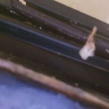 ALKA Appliances - A roach leg, there was alot of dead roaches sealed behind the rubber.  Roaches and droppings - Appliances & Repair Near Me - Norwalk, California