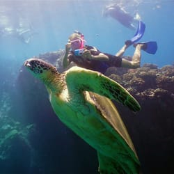 Boss Frog's Snorkel, Bike & Beach Rentals - molokini snorkeling