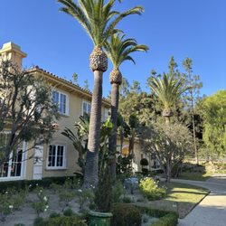Dario Tree Trimming - Canary Island Date Palm Tree Trimming