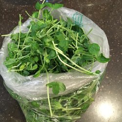 Natural Trading Co Organic Farm - Purchased xtra bag--pea shoots