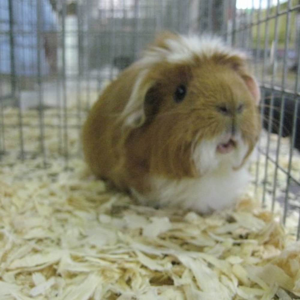 Oregon State Fair - Winning guinea pig? - Festivals Near Me - Salem, Oregon Oregon State Fair - Winning guinea pig? - Festivals Near Me - Salem, Oregon