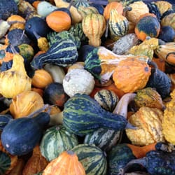 Indian Garden Farms
