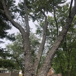 Front yard tree