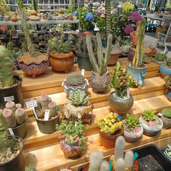 Shuna’s Succulent House - Nurseries & Gardening Near Me - Chino, California