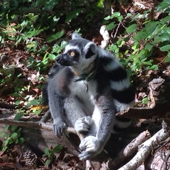 Duke University Lemur Center - Tugger - Zoos Near Me - Durham, North Carolina