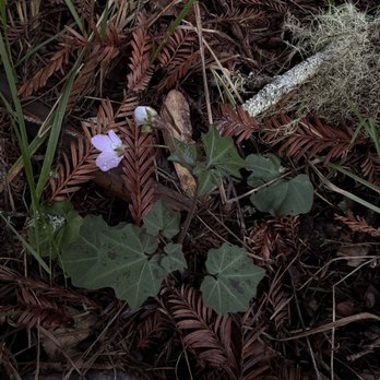 Jackson Demonstration State Forest - Milkmaid plant - Campgrounds Near Me