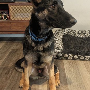 Phoenix Animal Rescue - My new adopted dog, Kenjiro. - Animal Shelters Near Me - Uwchland, Pennsylvania Phoenix Animal Rescue - My new adopted dog, Kenjiro. - Animal Shelters Near Me - Uwchland, Pennsylvania