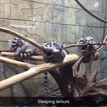 Rainforest Adventures - Sleeping Lemurs - Zoos Near Me - Sevierville, Tennessee Rainforest Adventures - Sleeping Lemurs - Zoos Near Me - Sevierville, Tennessee