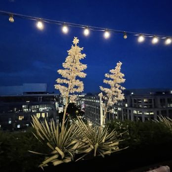 Lucha Rosa Rooftop Bar - Cocktail Bars Near Me - Washington, DC, District of Columbia Lucha Rosa Rooftop Bar - Cocktail Bars Near Me - Washington, DC, District of Columbia
