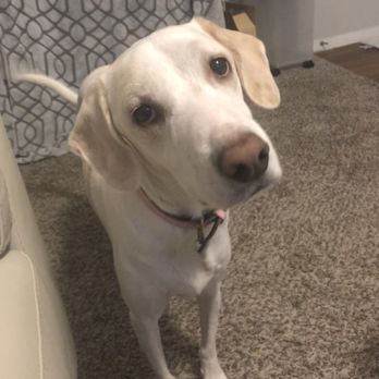 ZippiVet - Emma feeling much better - thanks ZippiVet! - Veterinarians Near Me - Austin, Texas