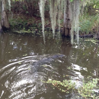 Airboat Adventures - Boat Tours Near Me - Lafitte, Louisiana Airboat Adventures - Boat Tours Near Me - Lafitte, Louisiana