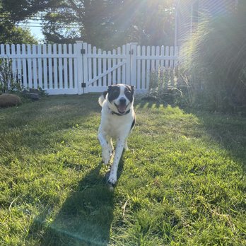 Bergen Fence - Our dog enjoying his fenced in yard! - Fences & Gates Near Me - Ridgefield Park, New Jersey